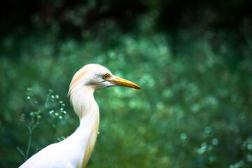 Obraz premium Bubulcus ibis Or Heron Or Commonly know as the Cattle Egret is a cosmopolitan species of heron found in the tropics, subtropics, and warm-temperate zones. It is the only member of the monotypic.