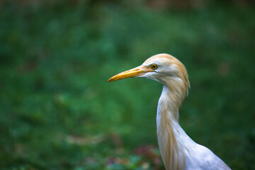 Bubulcus ibis Or Heron Or Commonly know as the Cattle Egret is a cosmopolitan species of heron found in the tropics, subtropics,  and warm-temperate zones. It is the only member of the monotypic.