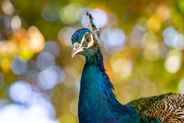 Obraz premium Beautiful peacock close up. Wildlife photography. 