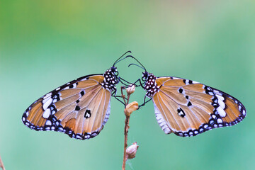  Close up of Plain Tiger (Danaus chrysippus) butterfly visiting flower in nature in a public park and feeding itself during springtime in India.
