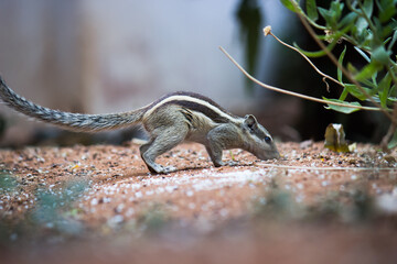 Squirrels are members of the family Sciuridae, a family that includes small or medium-size rodents. 
 The squirrel family includes tree squirrels, ground squirrels, chipmunks, marmots, flying squirrel