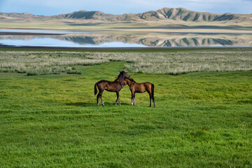 Fototapeta na wymiar Two foals on the shore of a mountain lake