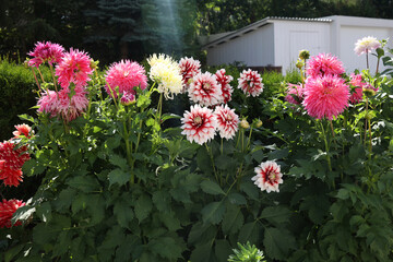 Isolated natural dahlia flower on green background