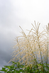 暑さの中に秋を見つける