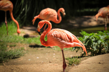 Flock of Pink Caribbean flamingos
