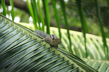 Indian Squirrel 