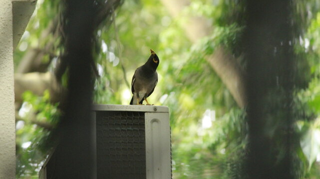 Common Indian Myna (maina)
