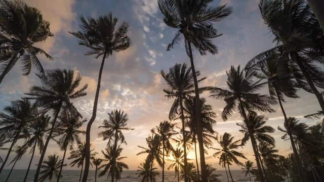 timelapse footage tropical coconut palm trees EVENING CLOUDS FAST MOVING AWAY, ROLLING DARK SUNSET SKY, Red purple orange blue pink cloudscape time lapse background 
