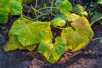 Diseases of the cucumber plant in the garden bed