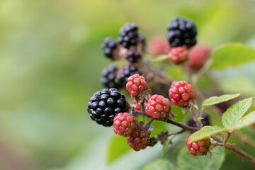 Blackberry at various stages of ripeness in closeup