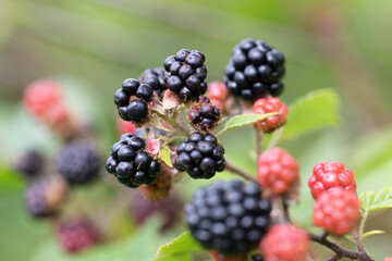 Blackberry at various stages of ripeness in closeup