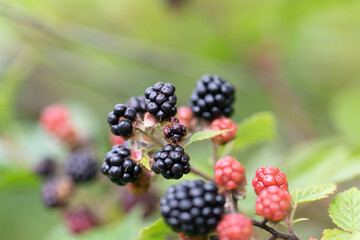 Blackberry at various stages of ripeness in closeup