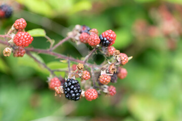 Blackberry at various stages of ripeness in closeup