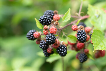 Blackberry at various stages of ripeness in closeup