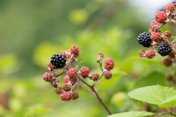 Blackberry at various stages of ripeness in closeup