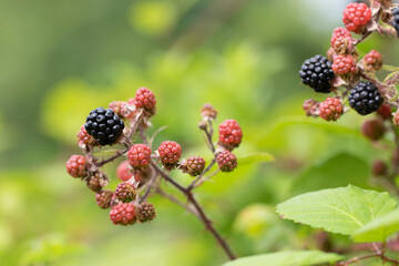 Blackberry at various stages of ripeness in closeup