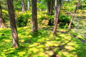 京都、西芳寺（苔寺）の庭園