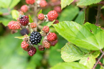 Blackberry at various stages of ripeness in closeup