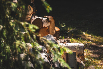 Pile of birch logs behind spruce branch. Logs waiting to be chopped to billets. Summertime at the summer cottage.