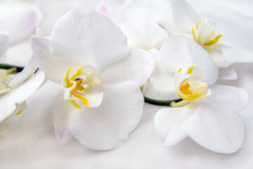 The branch of white orchids on white fabric background
