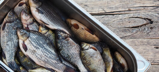 River fish.Freshly caught golden carp in a metal bowl.