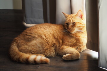 Rudy puchaty kot leżący na podłodze przy szarej zasłonie