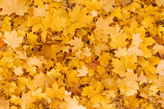 Carpet of fallen maples yellow leaves in autumn