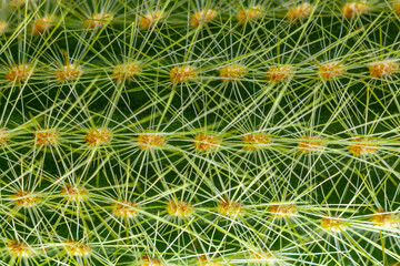 Fototapeta premium Closeup of cactus needles. Cactus close-up. Green cactus.