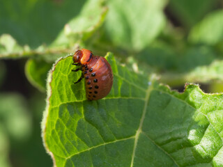 The Colorado potato beetle larva eats a potato leaf.