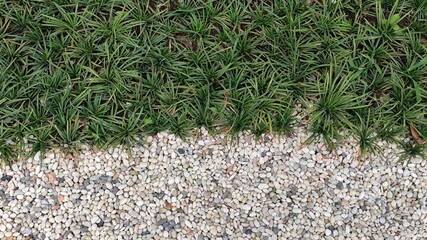 The boundary between Ophiopogon Japonicus garden and the gravel on the ground