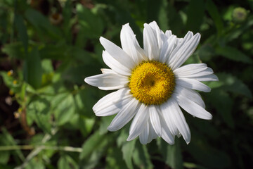 White chamomile flower, top view, close-up. Flower with white petals.