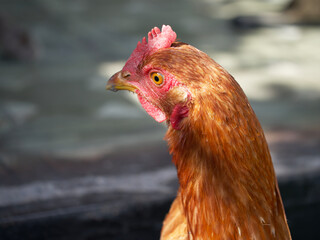 Chicken portrait side view, close-up. Portrait of a beautiful chicken with a comb on a blurred background. Copy space for text.