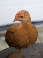 A small fledgling chicken is sitting. Chicken portrait.