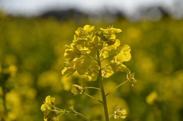 菜の花畑