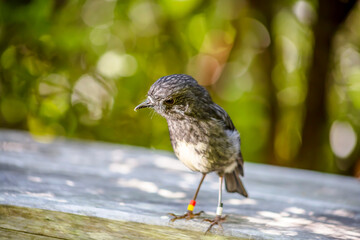 Cute new zealand North Island Robin (Petroica longipes)
