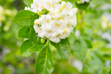 Heart-shaped white glass murraya flower with a soft