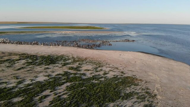 Kalmykia, nature reserve. Coast with pelicans on a lake in the steppe.