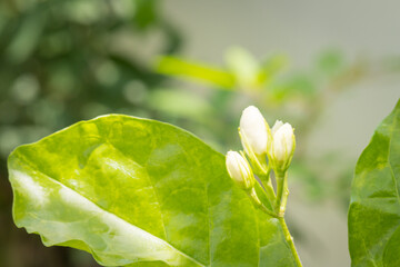 Jasmine flowers in the garden emit a scent
