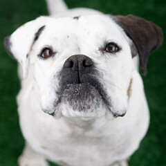Obraz premium the dog is looking at you
