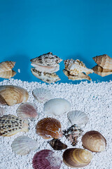 Seashell collection isolated on white and blue  background.Summer minimal concept. Copy space.