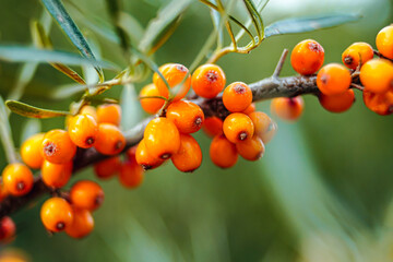 Outdoor sea buckthorn berries, ripe in autumn