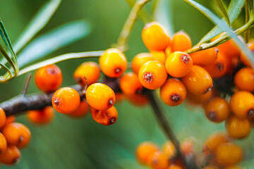 Outdoor sea buckthorn berries, ripe in autumn