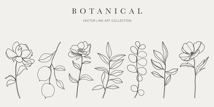 Botanical arts. Hand drawn continuous line drawing of abstract flower, floral, ginkgo, rose, tulip, bouquet of olives. Vector illustration.