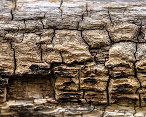bark of a tree, texture
