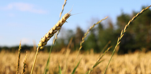 Fototapeta premium Golden wheat field and sunny day. The ear is ready for a close-up of the wheat harvest, illuminated by sunlight, against the sky. Soft focus. space of sunlight on the horizon. The concept idea is rich