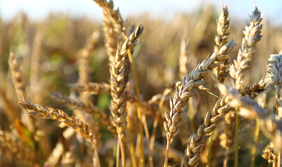 Golden wheat field and sunny day. The ear is ready for a close-up of the wheat harvest, illuminated by sunlight, against the sky. Soft focus. space of sunlight on the horizon. The concept idea is rich