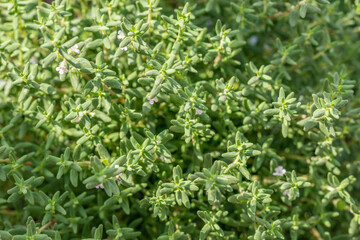 Thyme close up. An aromatic herb used in cooking, perfumery, medicine