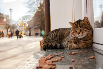 sleeping fluffy cat on the street