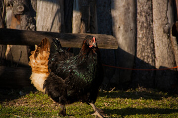 black chicken bird on a farm