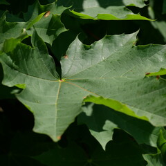 green maple leaf
